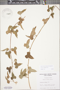 Dioscorea polystachya image