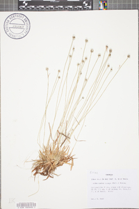 Lachnocaulon anceps image