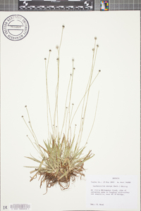 Lachnocaulon anceps image