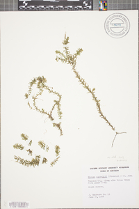 Elodea nuttallii image