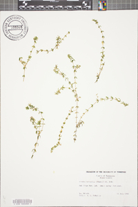 Elodea nuttallii image