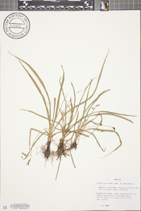 Hypoxis leptocarpa image