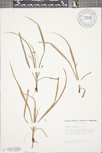 Hypoxis micrantha image