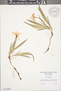 Iris cristata image