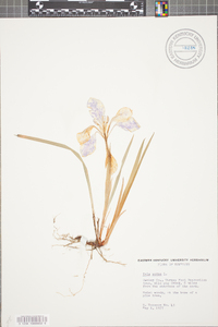 Iris verna image