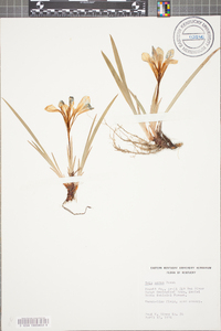 Iris verna image