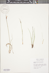 Sisyrinchium mucronatum image