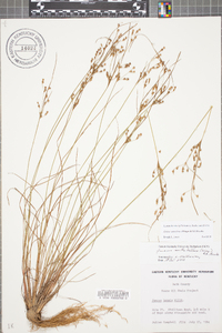 Juncus anthelatus image