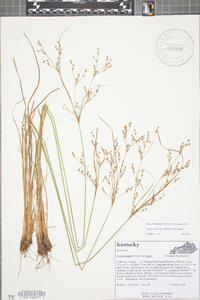 Juncus anthelatus image