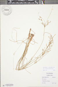 Juncus anthelatus image