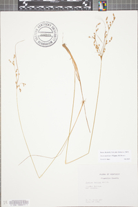 Juncus anthelatus image