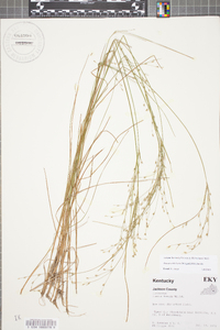 Juncus anthelatus image