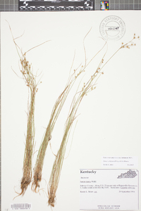 Juncus anthelatus image