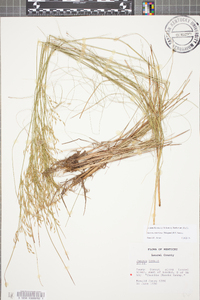 Juncus anthelatus image