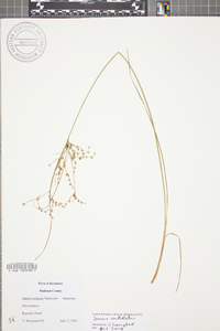 Juncus anthelatus image