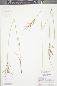 Juncus anthelatus image