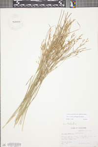 Juncus anthelatus image