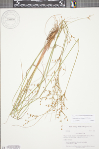 Juncus anthelatus image