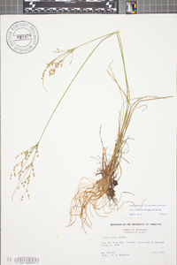 Juncus anthelatus image