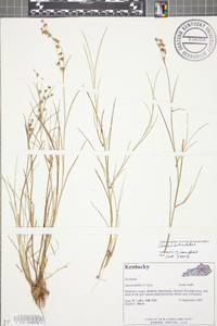 Juncus debilis image