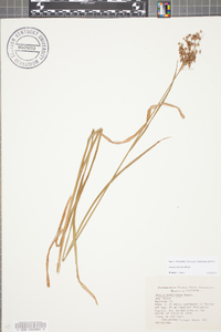 Juncus biflorus image