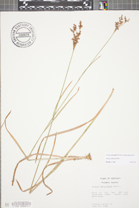 Juncus biflorus image