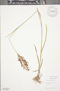 Juncus biflorus image