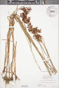 Juncus biflorus image