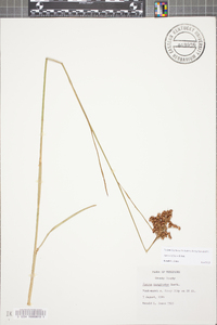 Juncus biflorus image