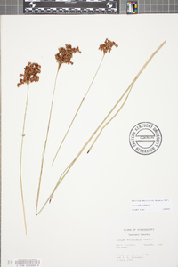 Juncus biflorus image