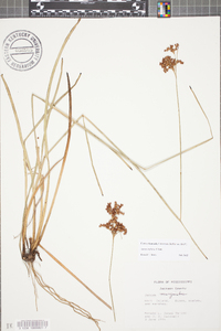 Juncus biflorus image