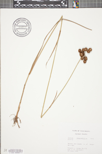 Juncus megacephalus image