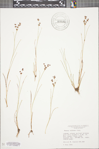 Juncus alpinoarticulatus image