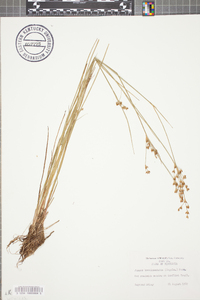 Juncus brevicaudatus image