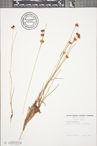 Juncus castaneus image