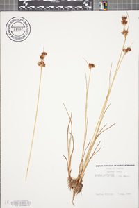 Juncus castaneus image