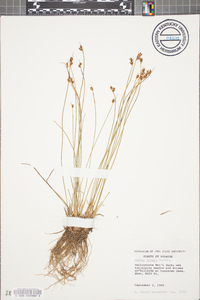 Juncus vaseyi image