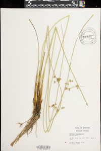 Juncus coriaceus image