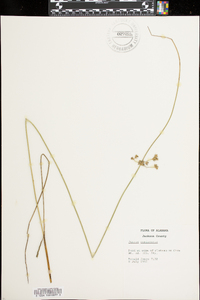 Juncus coriaceus image