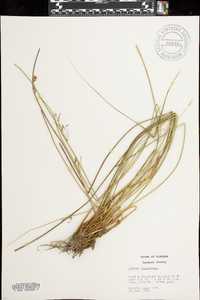 Juncus coriaceus image