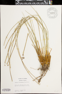 Juncus coriaceus image