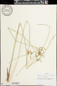 Juncus coriaceus image