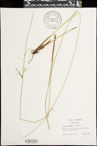 Juncus coriaceus image