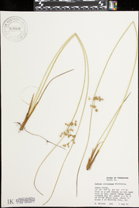 Juncus coriaceus image