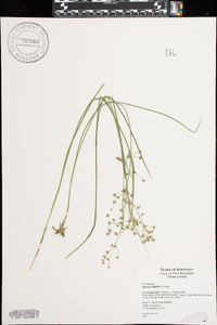 Juncus debilis image