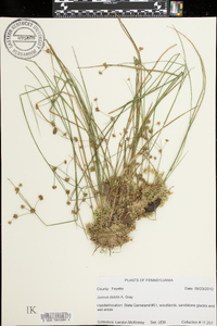 Juncus debilis image