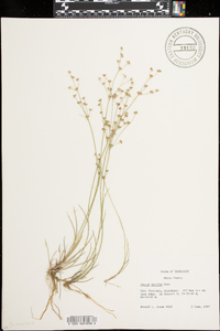 Juncus debilis image