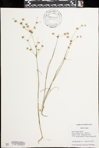 Juncus diffusissimus image