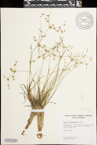 Juncus diffusissimus image