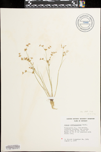 Juncus diffusissimus image